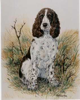 Springer Spaniel by Helen Howerton Pricing Limited Edition Print image
