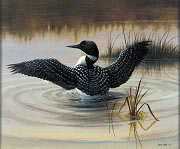 Morning Loon by David Jean Pricing Limited Edition Print image