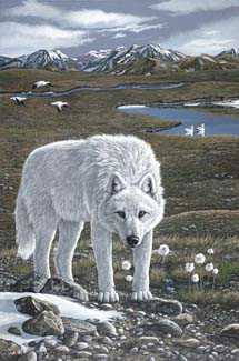 Eyes Of Tundra by Tyler Thompson Pricing Limited Edition Print image