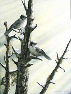 Gray Jays by Tyler Thompson Pricing Limited Edition Print image