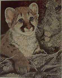 Baby Cougar by Tyler Thompson Pricing Limited Edition Print image