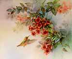 Calliope Hummingbird by Lena Liu Pricing Limited Edition Print image