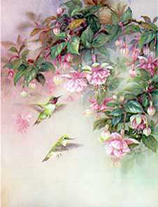 Hummingbird Fuchs by Lena Liu Pricing Limited Edition Print image