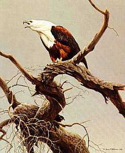 African Fish Eagle by Robert Bateman Pricing Limited Edition Print image