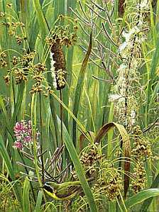 Cattail Fireweed Yello by Robert Bateman Pricing Limited Edition Print image