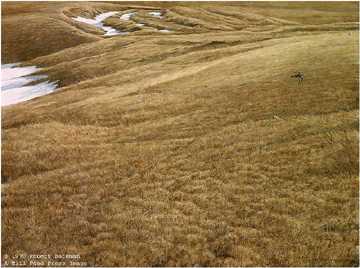 First Arrival by Robert Bateman Pricing Limited Edition Print image