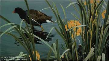 Gallinule Family by Robert Bateman Pricing Limited Edition Print image