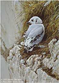 Young Kittiwake by Robert Bateman Pricing Limited Edition Print image