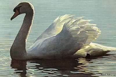 Backlight Mute Swan by Robert Bateman Pricing Limited Edition Print image