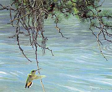 Broad Taild Hmbrd Pair by Robert Bateman Pricing Limited Edition Print image