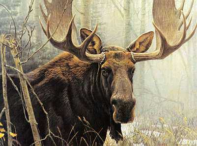 Bull Moose by Robert Bateman Pricing Limited Edition Print image