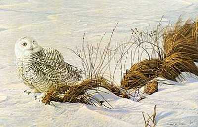 Afternoon Glow Owl by Robert Bateman Pricing Limited Edition Print image