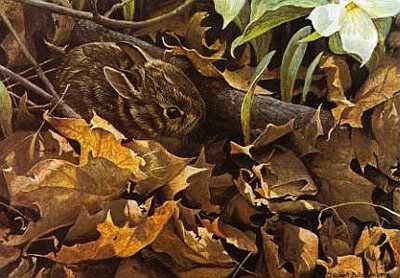 Among Leaves Cottontl by Robert Bateman Pricing Limited Edition Print image