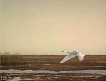 Whistlng Swan Lakeerie by Robert Bateman Pricing Limited Edition Print image