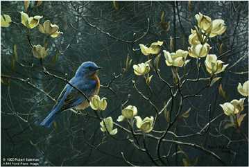 Bluebird & Blssms by Robert Bateman Pricing Limited Edition Print image