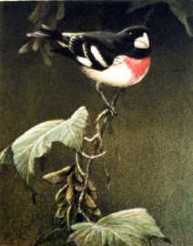 Rose Breasted Grosbeak by Robert Bateman Pricing Limited Edition Print image