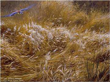 Kestrel Grasshopper by Robert Bateman Pricing Limited Edition Print image