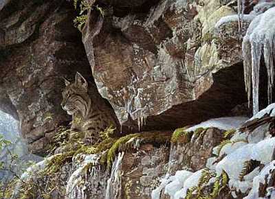 At Cliff Bobcat by Robert Bateman Pricing Limited Edition Print image