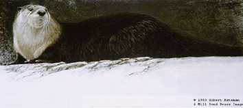 River Otter by Robert Bateman Pricing Limited Edition Print image