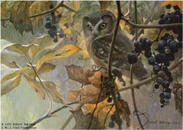 Sawwhet Owl Wild Grape by Robert Bateman Pricing Limited Edition Print image