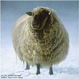 Salt Spring Sheep by Robert Bateman Pricing Limited Edition Print image
