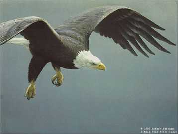 Approach Bald Eag by Robert Bateman Pricing Limited Edition Print image