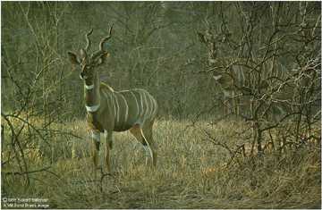 Meru Dusk Kudu by Robert Bateman Pricing Limited Edition Print image