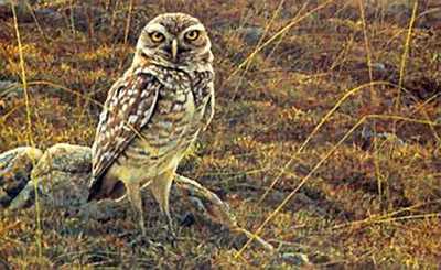 Burrowing Owl by Robert Bateman Pricing Limited Edition Print image