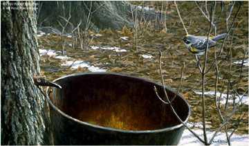 Sap Bucket Myrtl by Robert Bateman Pricing Limited Edition Print image