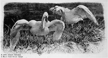 Wide Horizon Swan by Robert Bateman Pricing Limited Edition Print image