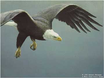 Approach Bald Eagle by Robert Bateman Pricing Limited Edition Print image