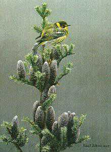 Cape May Warbler by Robert Bateman Pricing Limited Edition Print image