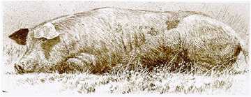 Spanish Pig by Robert Bateman Pricing Limited Edition Print image