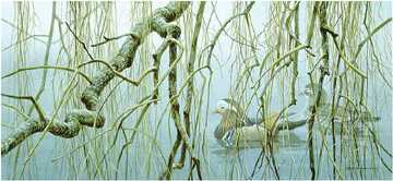 Old Willow Mandarin by Robert Bateman Pricing Limited Edition Print image