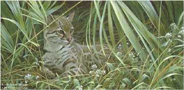 Reclining Ocelot by Robert Bateman Pricing Limited Edition Print image