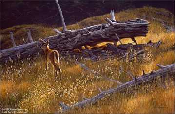 Golden Light Fawn by Robert Bateman Pricing Limited Edition Print image