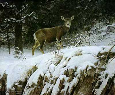 Mule Deer In Snow by Robert Bateman Pricing Limited Edition Print image