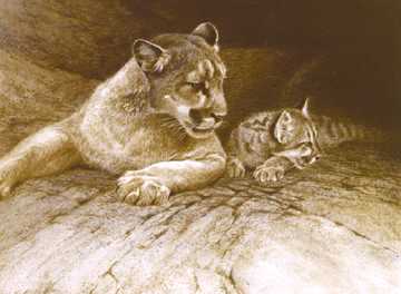 Cougar & Kit by Robert Bateman Pricing Limited Edition Print image