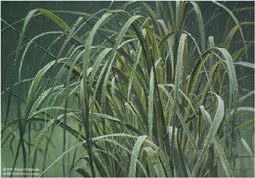 Beachgrass Tree by Robert Bateman Pricing Limited Edition Print image