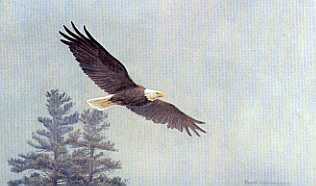 Bald Eagle Flying by Robert Bateman Pricing Limited Edition Print image