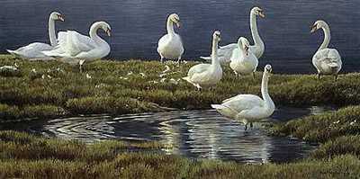 Bank Of Swans by Robert Bateman Pricing Limited Edition Print image