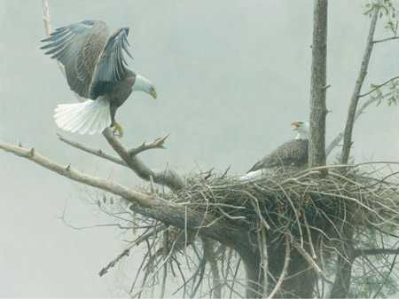 Return Eagle Pa by Robert Bateman Pricing Limited Edition Print image