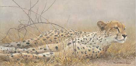 Londolosi Cheet by Robert Bateman Pricing Limited Edition Print image