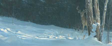 Whitetail In Winter by Robert Bateman Pricing Limited Edition Print image