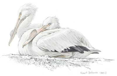 White Pelican by Robert Bateman Pricing Limited Edition Print image