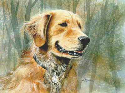 Golden Retriever by Les Jr Mcdonald Pricing Limited Edition Print image