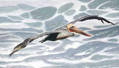 Gliding Pelican by Les Jr Mcdonald Pricing Limited Edition Print image