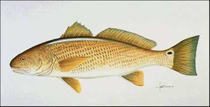 Redfish by Les Jr Mcdonald Pricing Limited Edition Print image