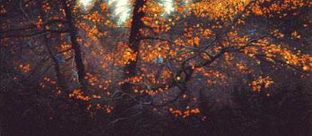 Stellar Autumn by Stephen E Lyman Pricing Limited Edition Print image