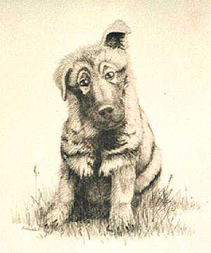 Puppy by Peter Rashford Pricing Limited Edition Print image